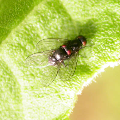 www.diptera.info/forim/5-0493-2.jpg