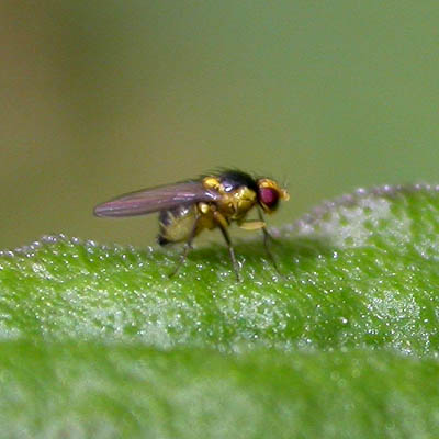 www.diptera.info/forim/5-0494-1.jpg