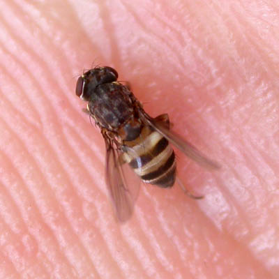 www.diptera.info/forim/5-0496-1.jpg