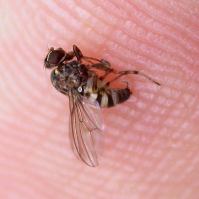 www.diptera.info/forim/5-0496-2.jpg