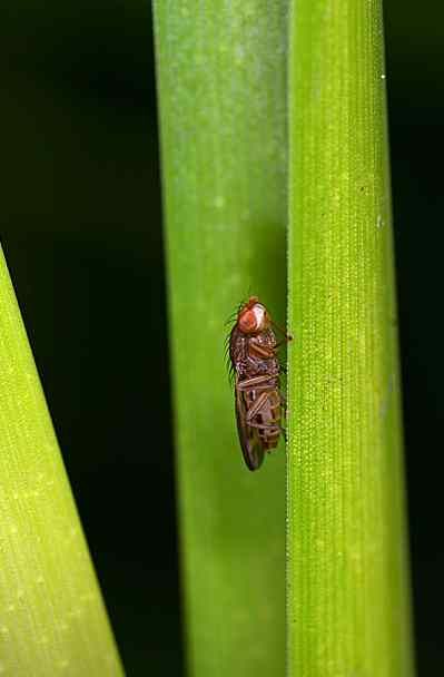 www.diptera.info/forim/5-0511-1.jpg