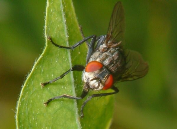 www.diptera.info/forim/5-0517-3.jpg