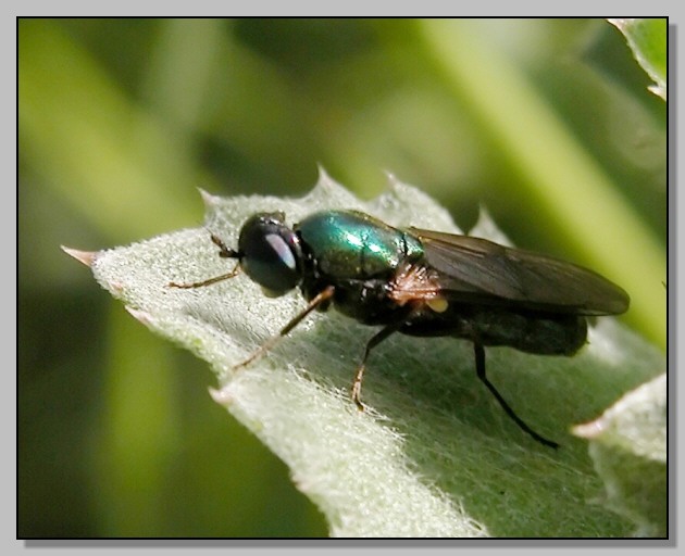 www.diptera.info/forim/5-0531-2.jpg