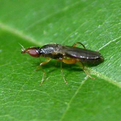 www.diptera.info/forim/5-0588-1.jpg