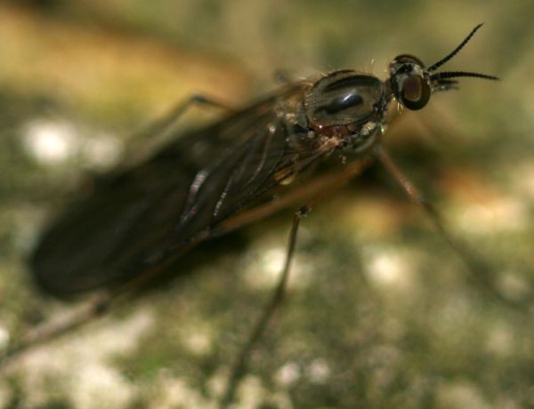 www.diptera.info/forim/5-0617-1.jpg