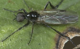 www.diptera.info/forim/5-0641-1.jpg