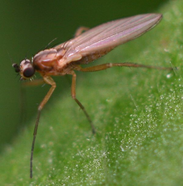 www.diptera.info/forim/5-0663-1.jpg