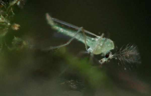 www.diptera.info/forim/5-0664-2.jpg