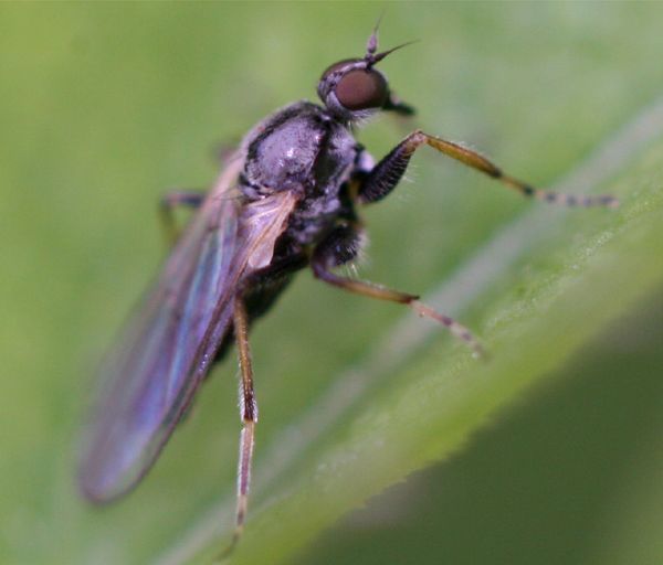 www.diptera.info/forim/5-0681-2.jpg