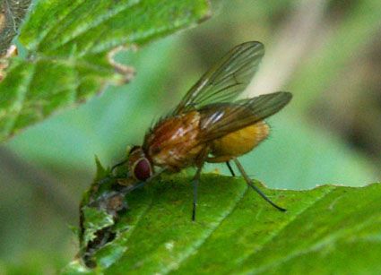 www.diptera.info/forim/5-0707-1.jpg