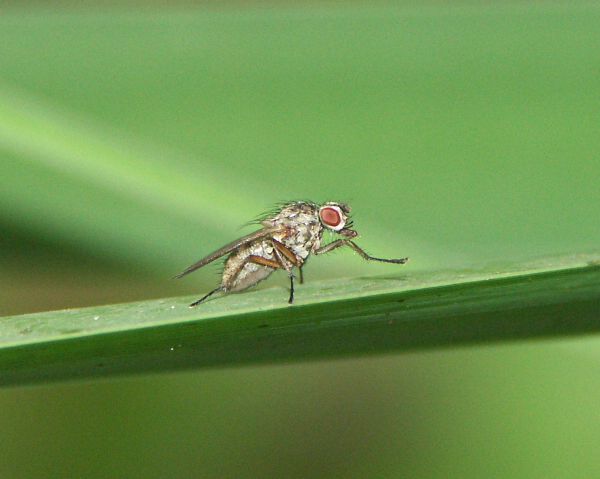 www.diptera.info/forim/5-0770-1.jpg