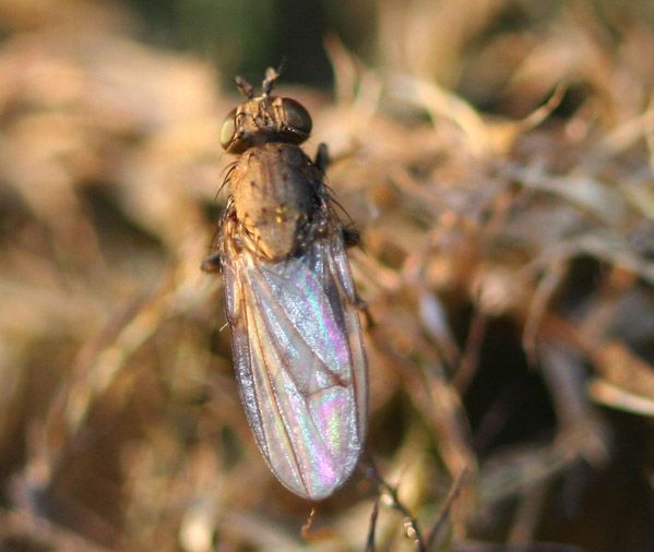 www.diptera.info/forim/5-0785-1.jpg