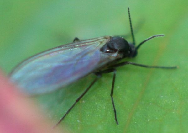 www.diptera.info/forim/5-0788-1.jpg