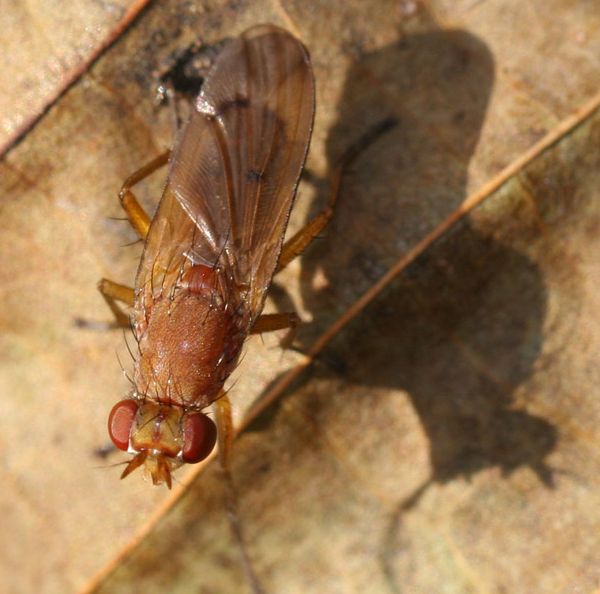 www.diptera.info/forim/5-0795-1.jpg