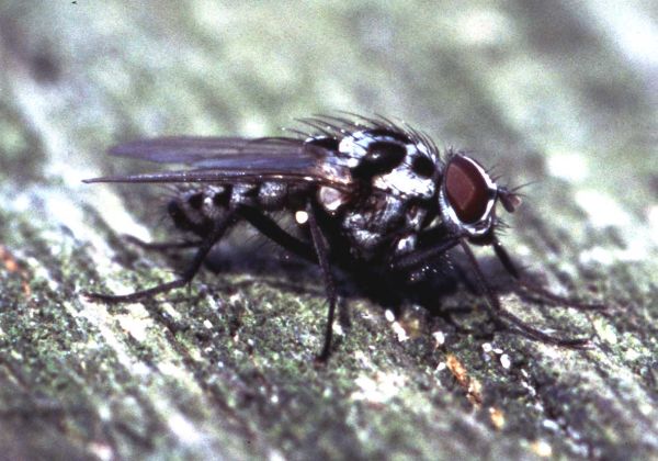 www.diptera.info/forim/5-0807-1.jpg