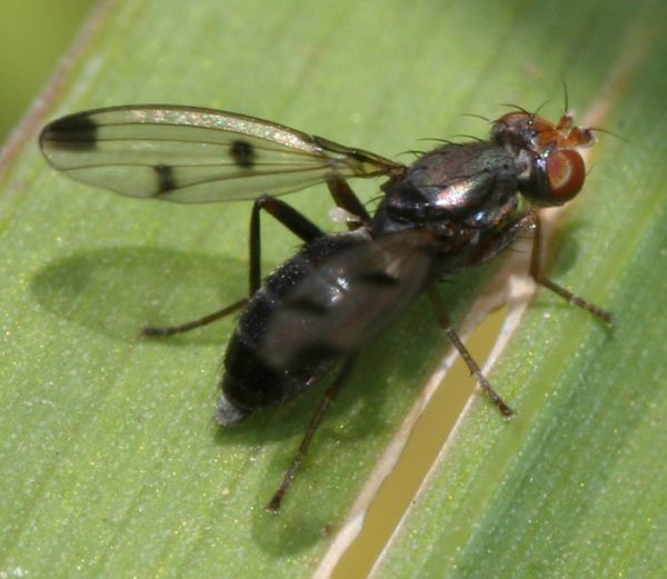 www.diptera.info/forim/5-0828-1.jpg