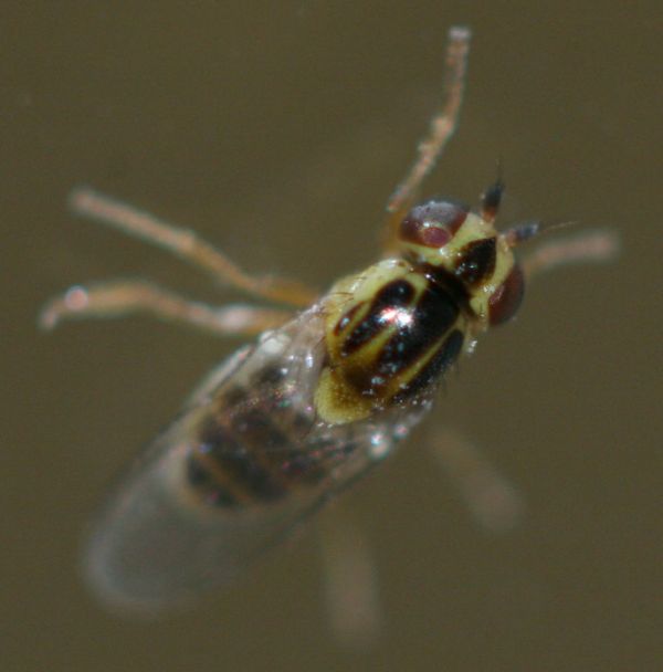 www.diptera.info/forim/5-0830-1.jpg