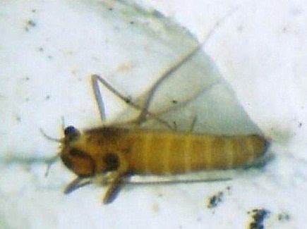 www.diptera.info/forim/5-0831-1.jpg