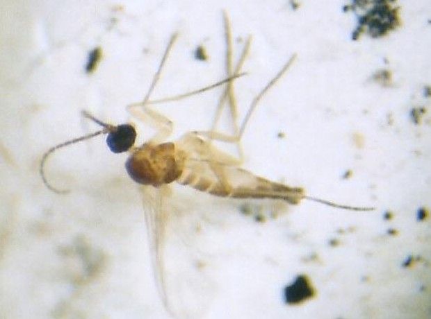 www.diptera.info/forim/5-0831-2.jpg