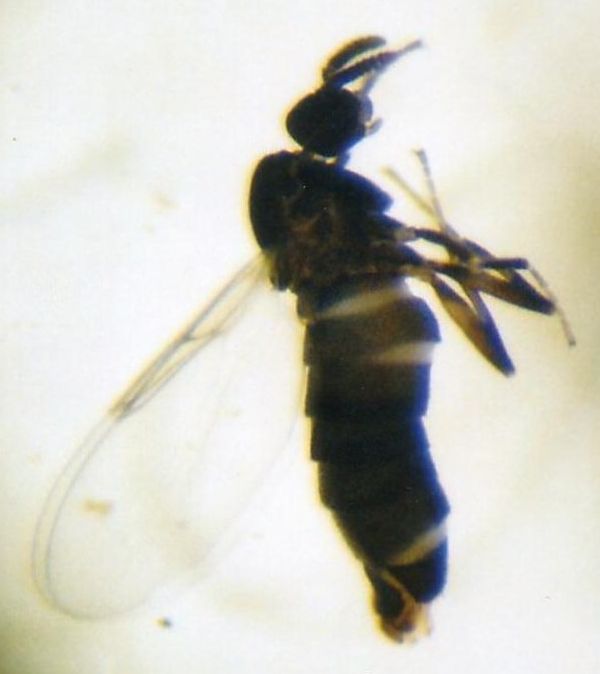 www.diptera.info/forim/5-0831-3.jpg