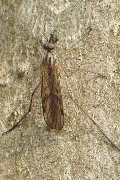 www.diptera.info/forim/5-0835-1.jpg