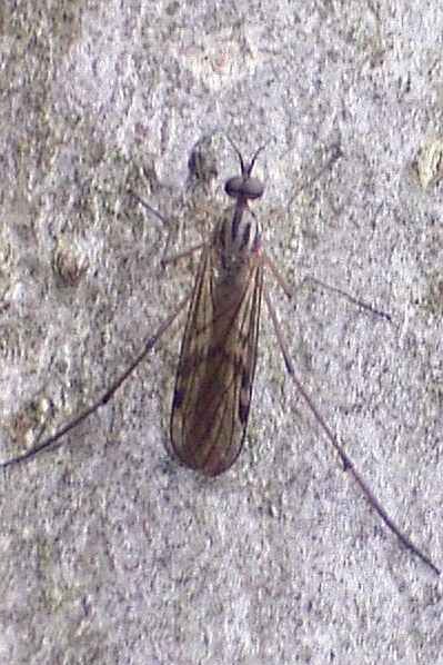 www.diptera.info/forim/5-0835-2.jpg