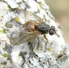 www.diptera.info/forim/5-0841-2.jpg