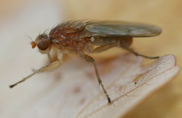 www.diptera.info/forim/5-0845-1.jpg