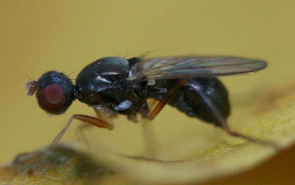 www.diptera.info/forim/5-0855-1.jpg