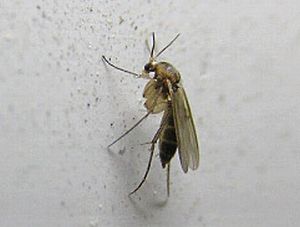 www.diptera.info/forim/5-0879-2.jpg