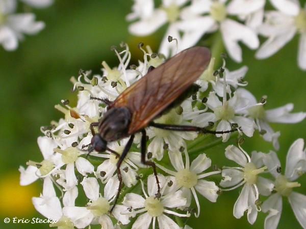 www.diptera.info/forim/5-0890-1.jpg