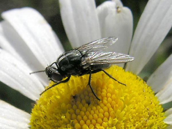 www.diptera.info/forim/5-0893-2.jpg