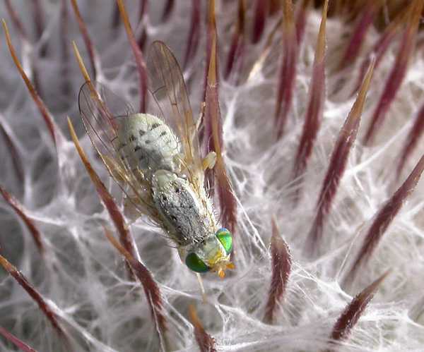 www.diptera.info/forim/5-0903-2.jpg