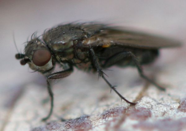 www.diptera.info/forim/5-0913-1.jpg