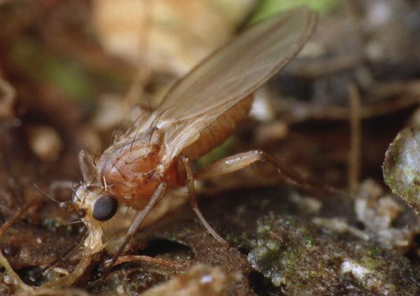 www.diptera.info/forim/5-0926-1.jpg