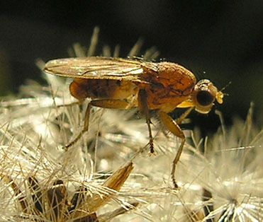 www.diptera.info/forim/5-0941-1.jpg