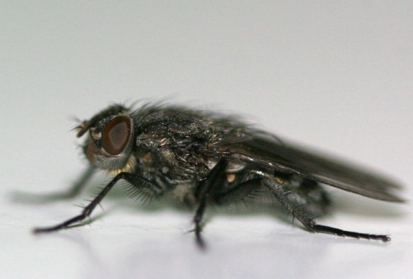 www.diptera.info/forim/5-0955-1.jpg