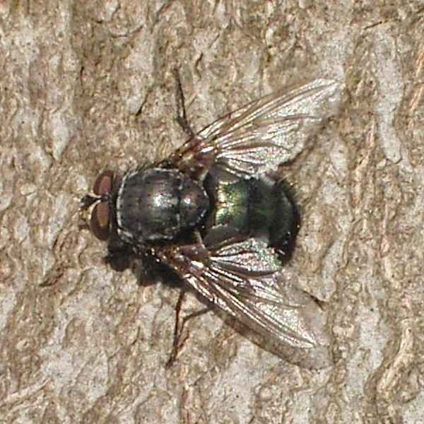 www.diptera.info/forim/5-0961-1.jpg