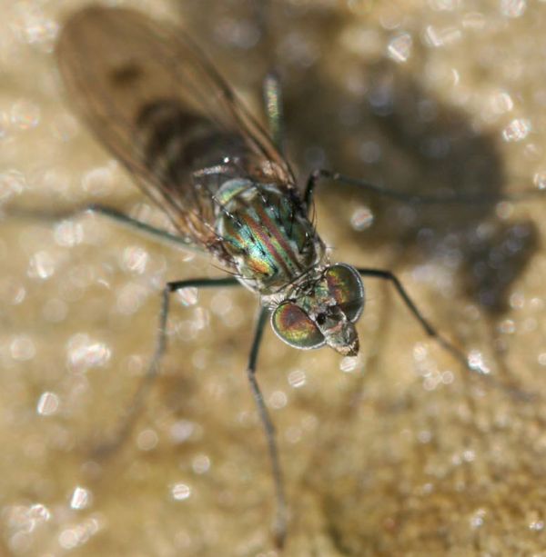 www.diptera.info/forim/5-0976-1.jpg