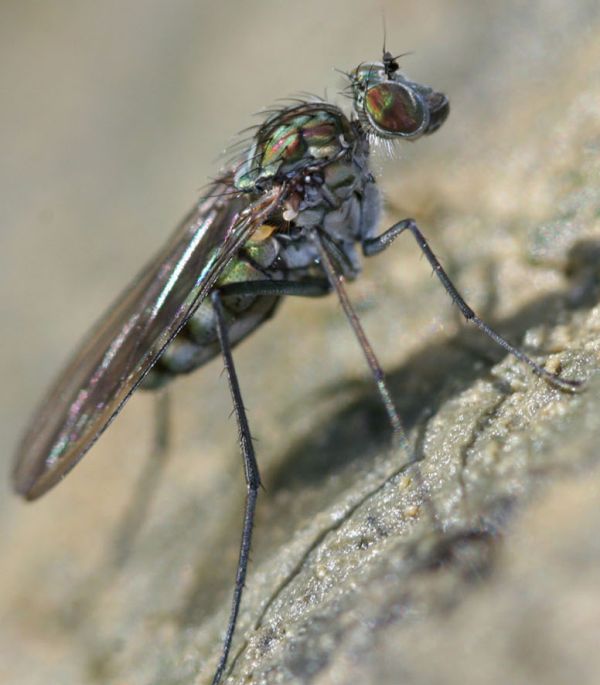 www.diptera.info/forim/5-0976-2.jpg