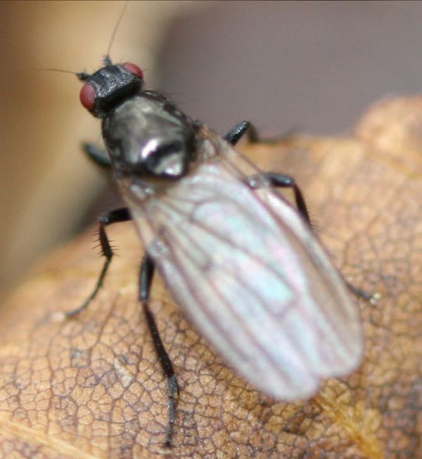 www.diptera.info/forim/5-0988-3.jpg