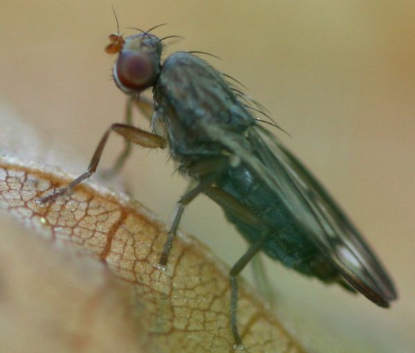 www.diptera.info/forim/5-0990-2.jpg