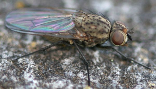 www.diptera.info/forim/5-0996-2.jpg