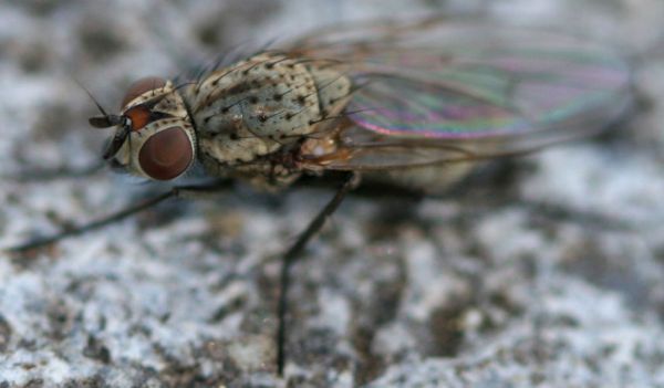 www.diptera.info/forim/5-0996-3.jpg