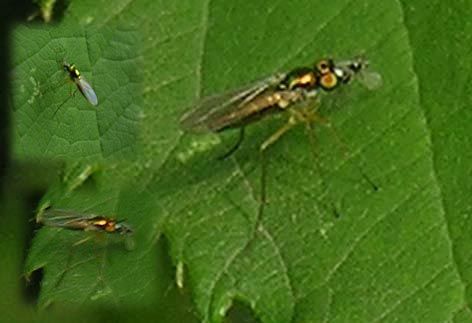 www.diptera.info/forim/5-1000-1.jpg