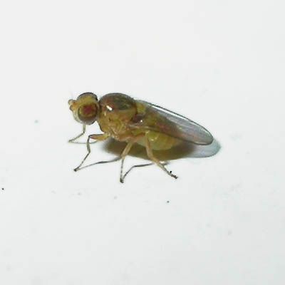 www.diptera.info/forim/5-1012-1.jpg