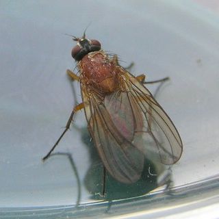 www.diptera.info/forim/5-1014-2.jpg