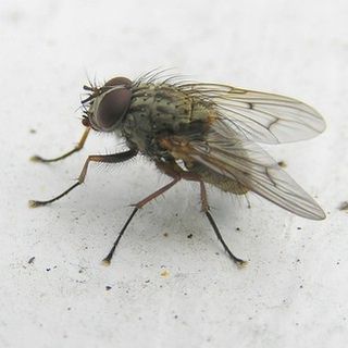 www.diptera.info/forim/5-1014-3.jpg