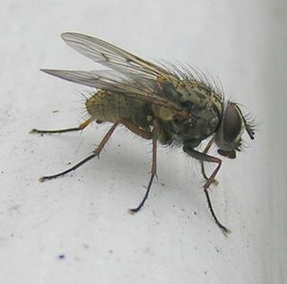 www.diptera.info/forim/5-1014-4.jpg