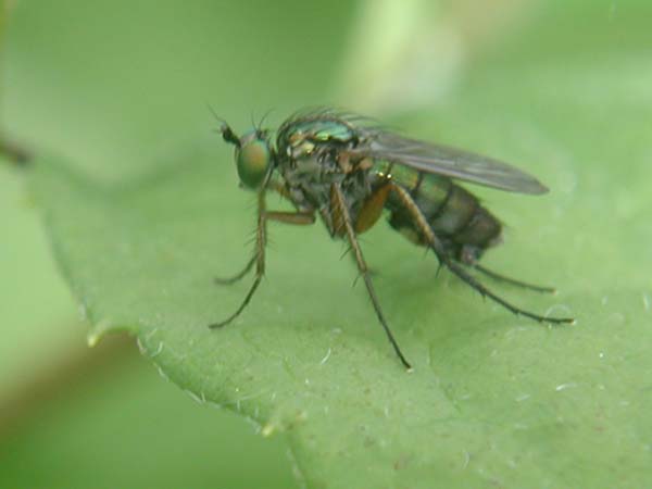 www.diptera.info/forim/5-1026-1.jpg